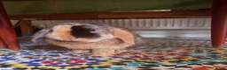 English Lop rabbits for sale: English Lop (male), mixed friendly bunny for sale. - Advert 1
