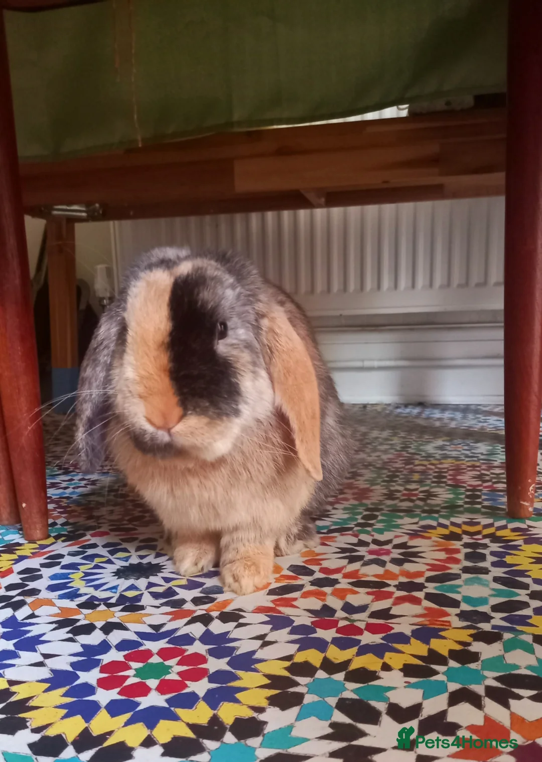 English Lop rabbits for sale: English Lop (male), mixed friendly bunny for sale. - Advert 1