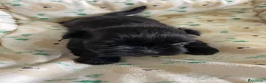 Shih Tzu 7