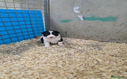 Border Collie dogs for sale: ISDS Registered Border Collie Puppies - Image 1