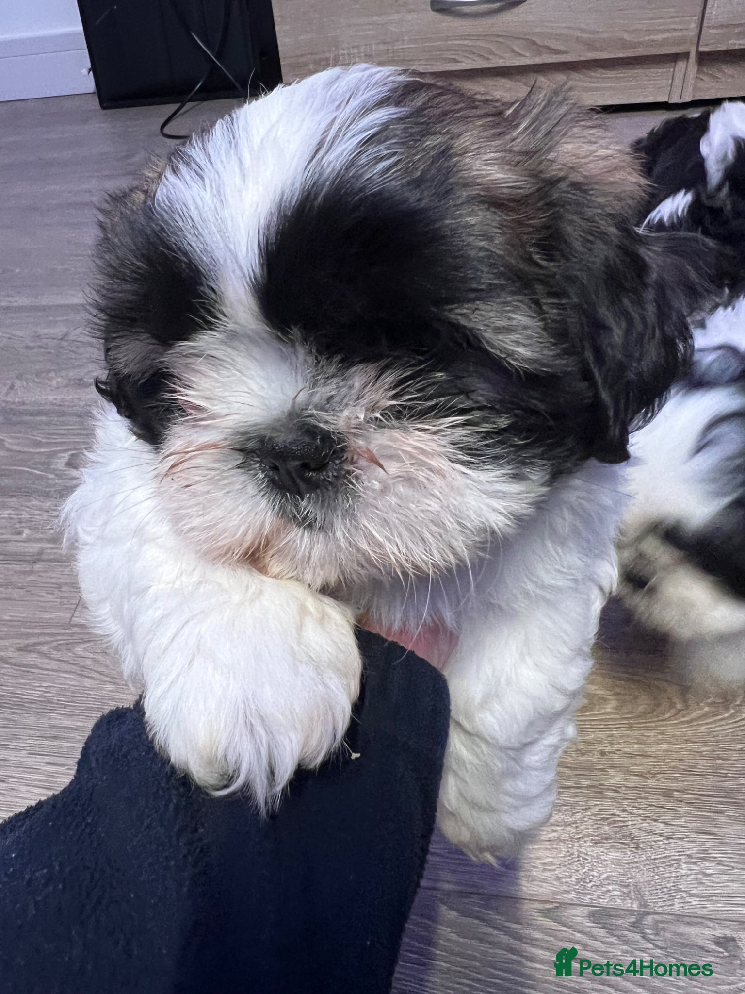 Shih Tzu dogs 3 playful puppies  - Advert 2