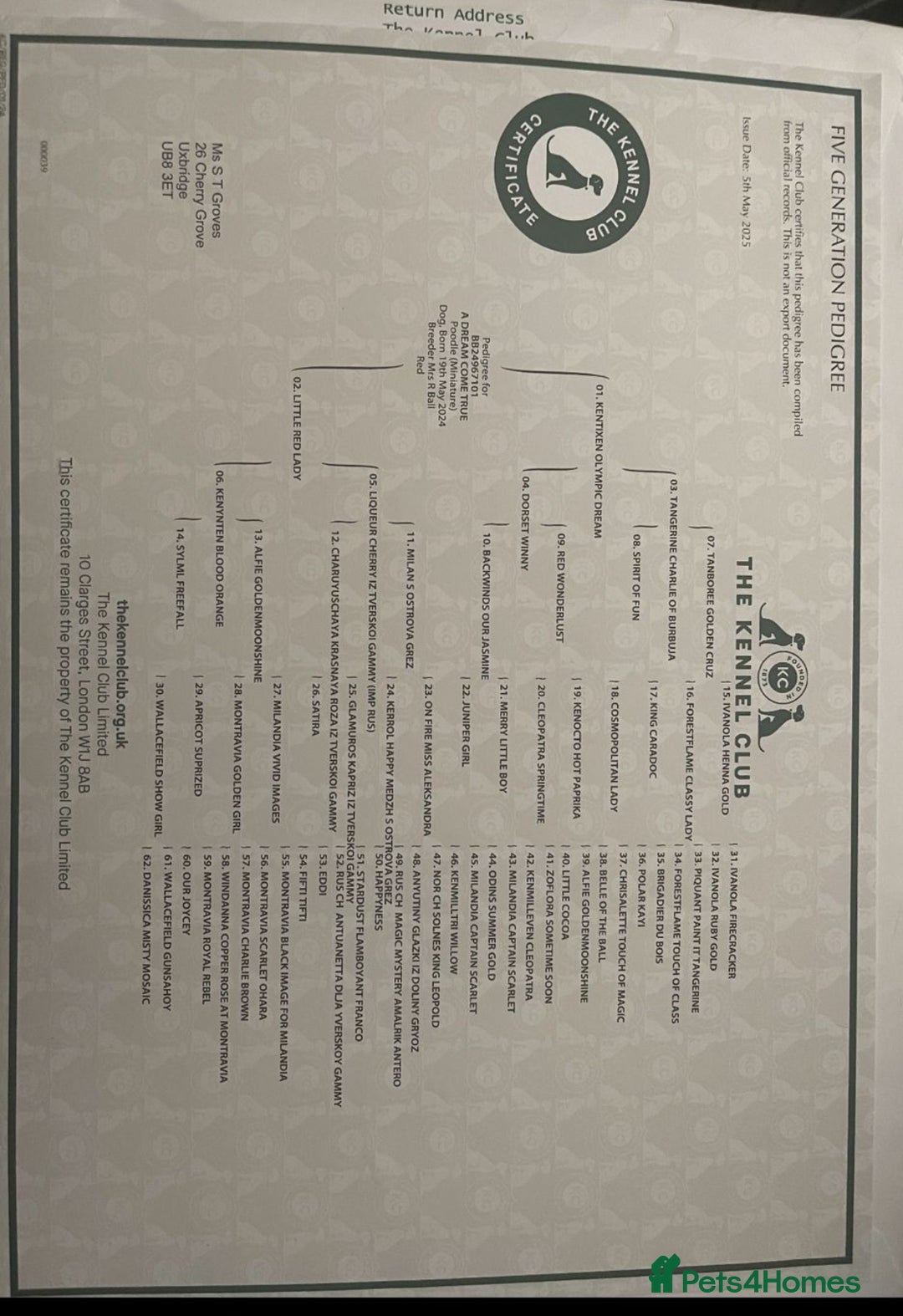 Cavapoo dogs for sale: F1 CAVAPOO PUPPIES 🐶  - Advert 11