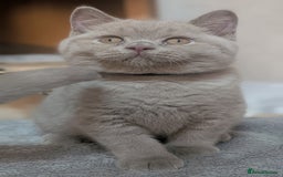 British Shorthair cats for sale: Only one boy available 💜🐾 - Image 4
