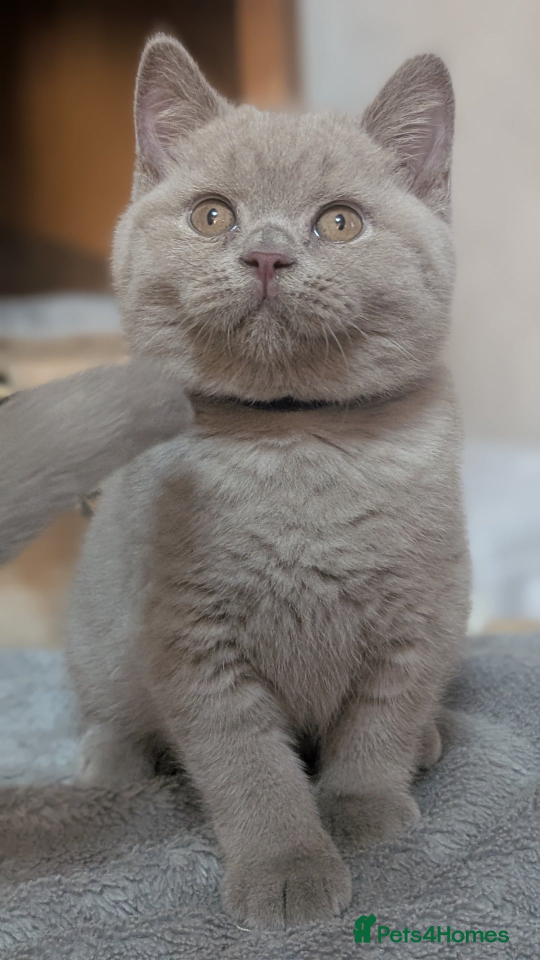 British Shorthair cats for sale: Only one boy available 💜🐾 - Image 4