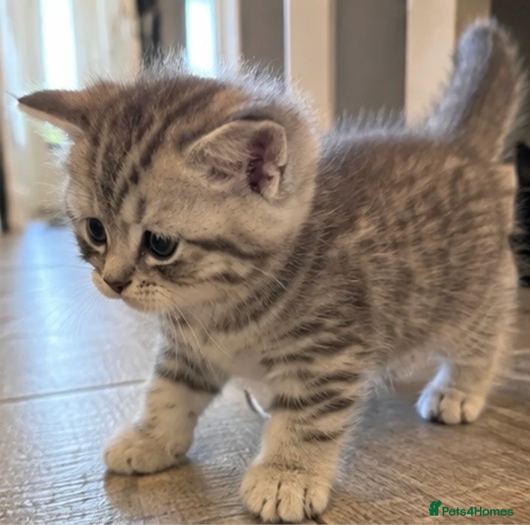 British Shorthair cats for sale: Female British Shorthair Kitten - Advert 2