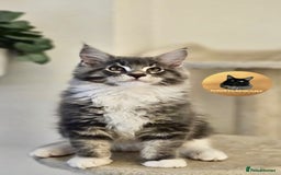 Maine Coon cats for sale: READY NOW~ 1 loving boy left  - Image 9