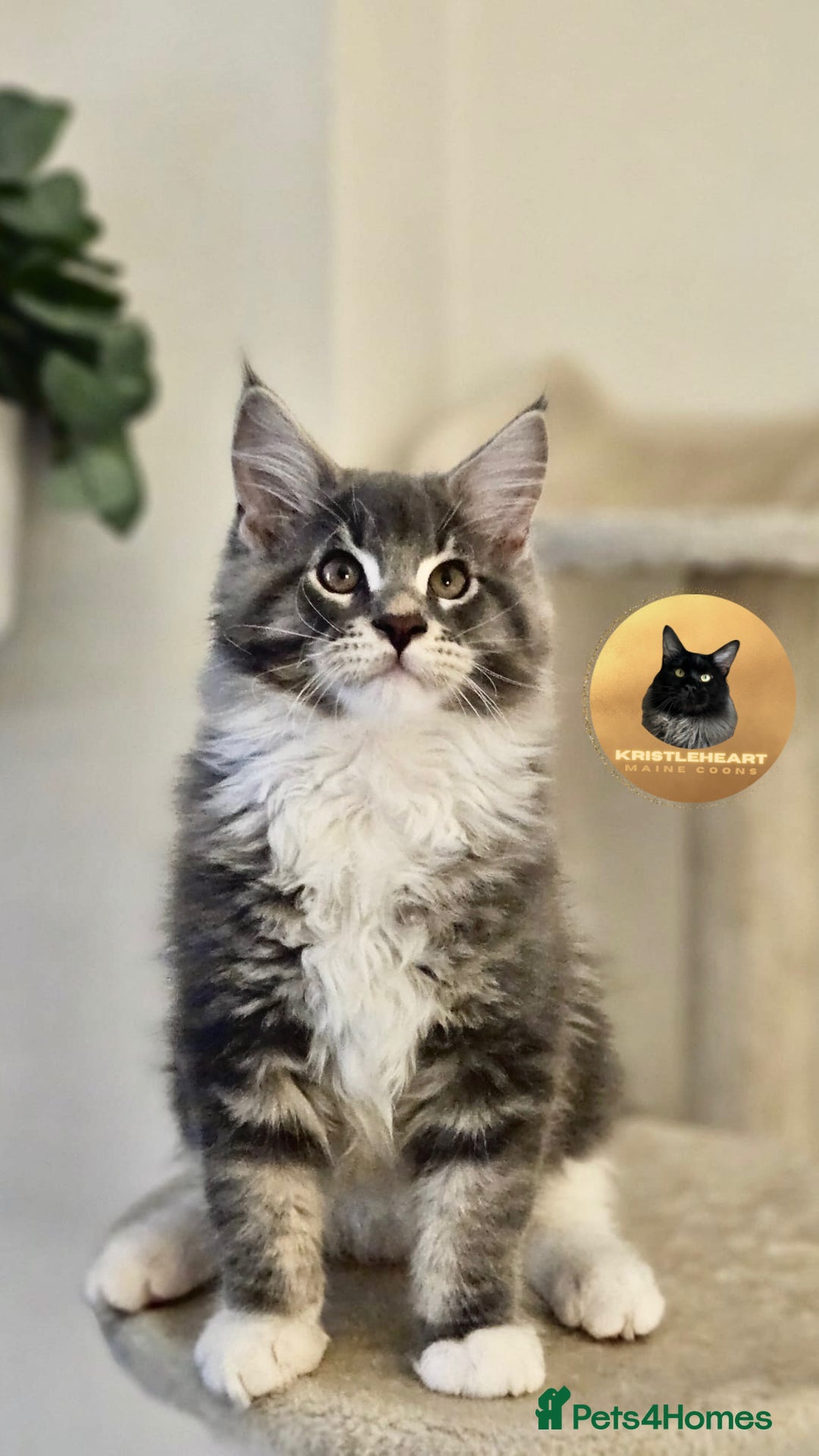 Maine Coon cats for sale: READY NOW~ 1 loving boy left  - Image 9