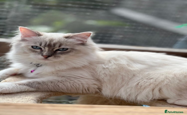 Ragdoll cats Tortie, Lynx, Chimera pure ragdoll girls - Advert 2