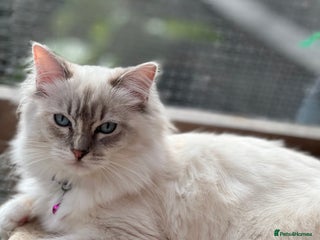 Ragdoll cats Tortie, Lynx, Chimera pure ragdoll girls - Advert 2