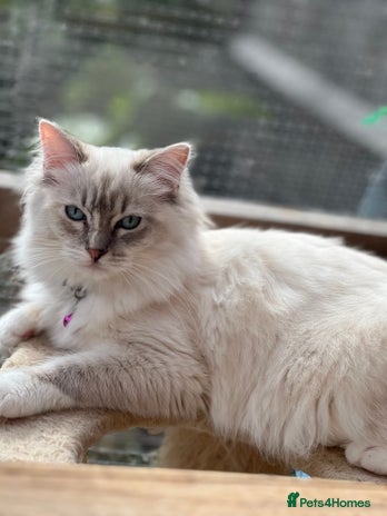 Ragdoll cats Tortie, Lynx, Chimera pure ragdoll girls - Advert 1