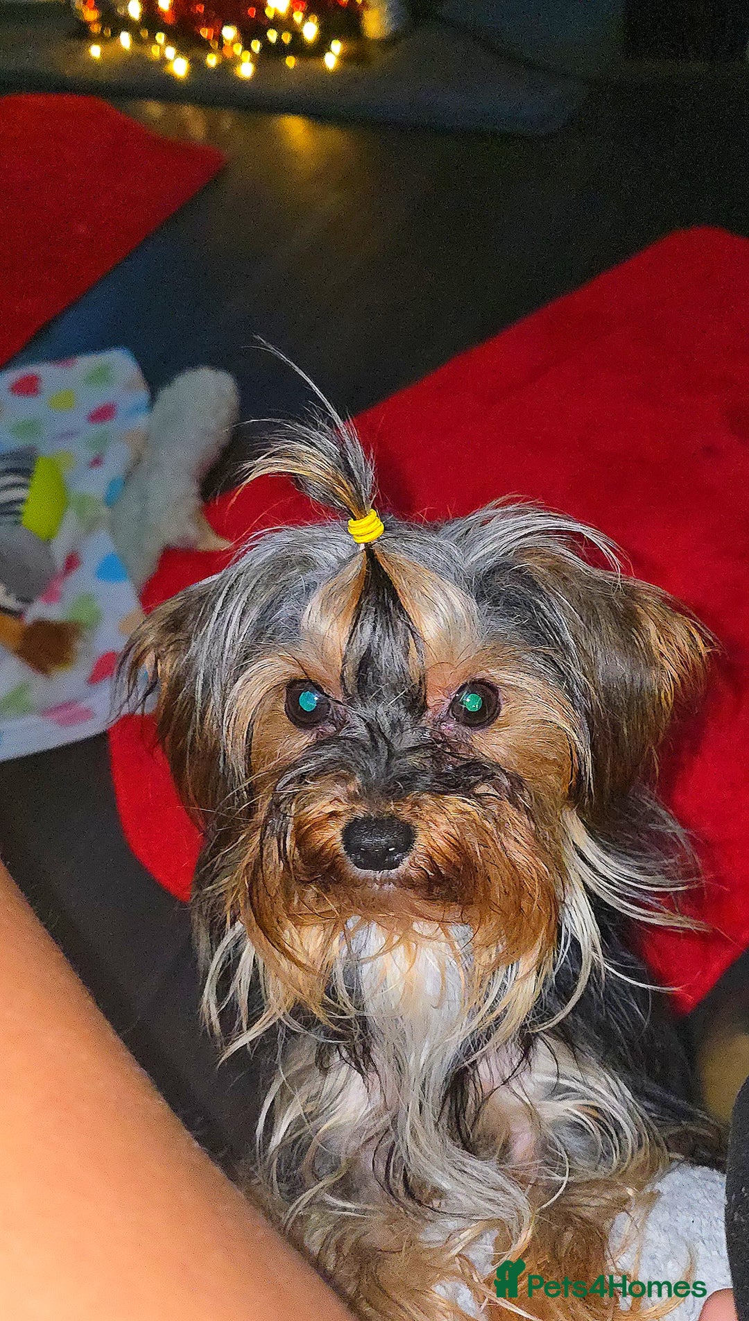 Yorkshire Terrier dogs for sale: Beautifil Yorkie Puppy - Advert 4