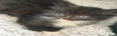 Mixed Breed 1