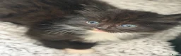 Mixed Breed cats for sale: 3 beautiful kittens for sale  - Advert 20