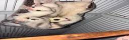 Sugar Glider rodents for sale: Rare trio born sugar babies - Advert 4