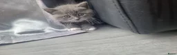 British Shorthair cats for sale: British shorthair kittens  - Advert 11