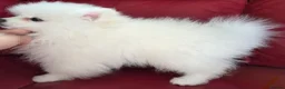 Pomeranian dogs for sale: Pedigree Ice White Pomeranian puppies - Advert 11