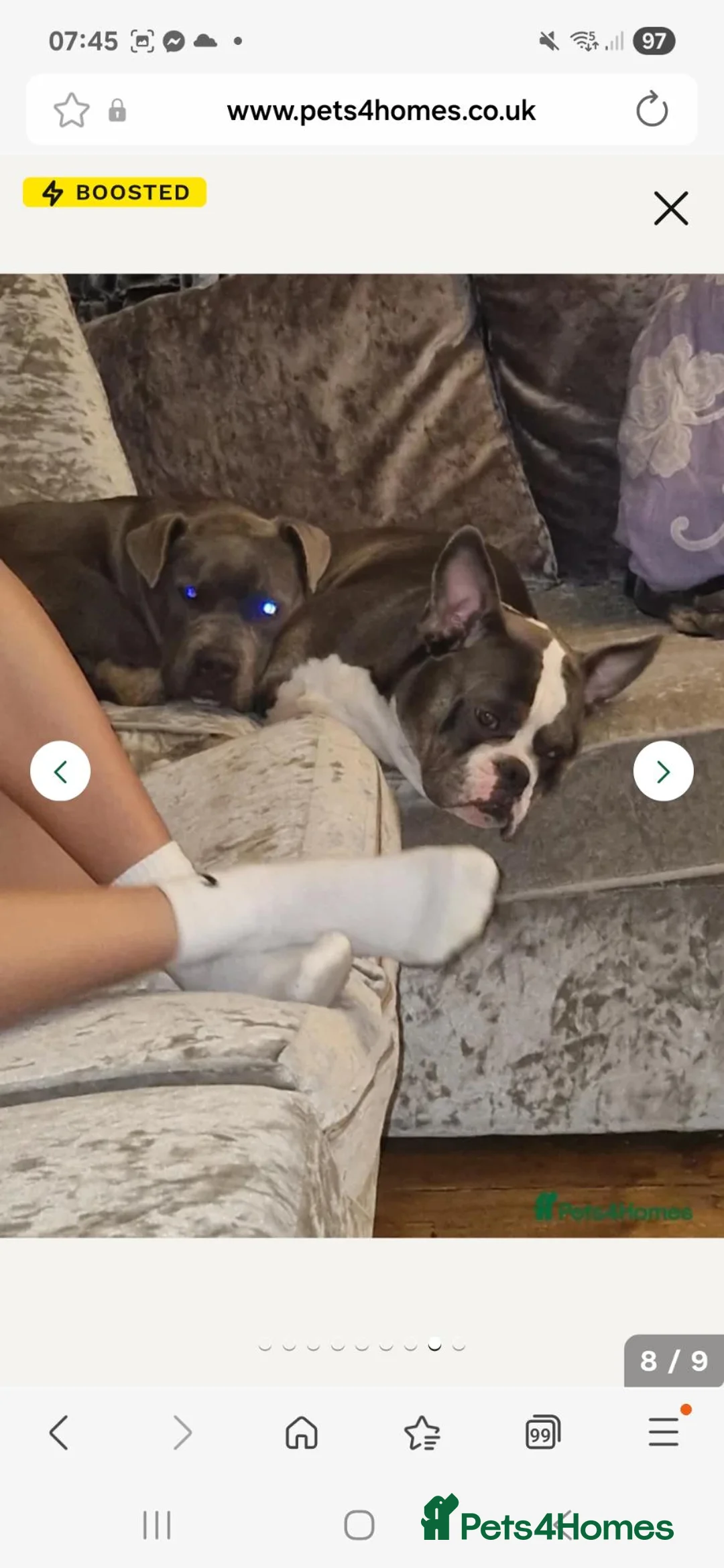 Mixed Breed dogs for sale: 10 month male mixed breed dog for rehome - Advert 2