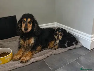 Cocker Spaniel dogs READY NOW Show cocker all girls - Advert 8