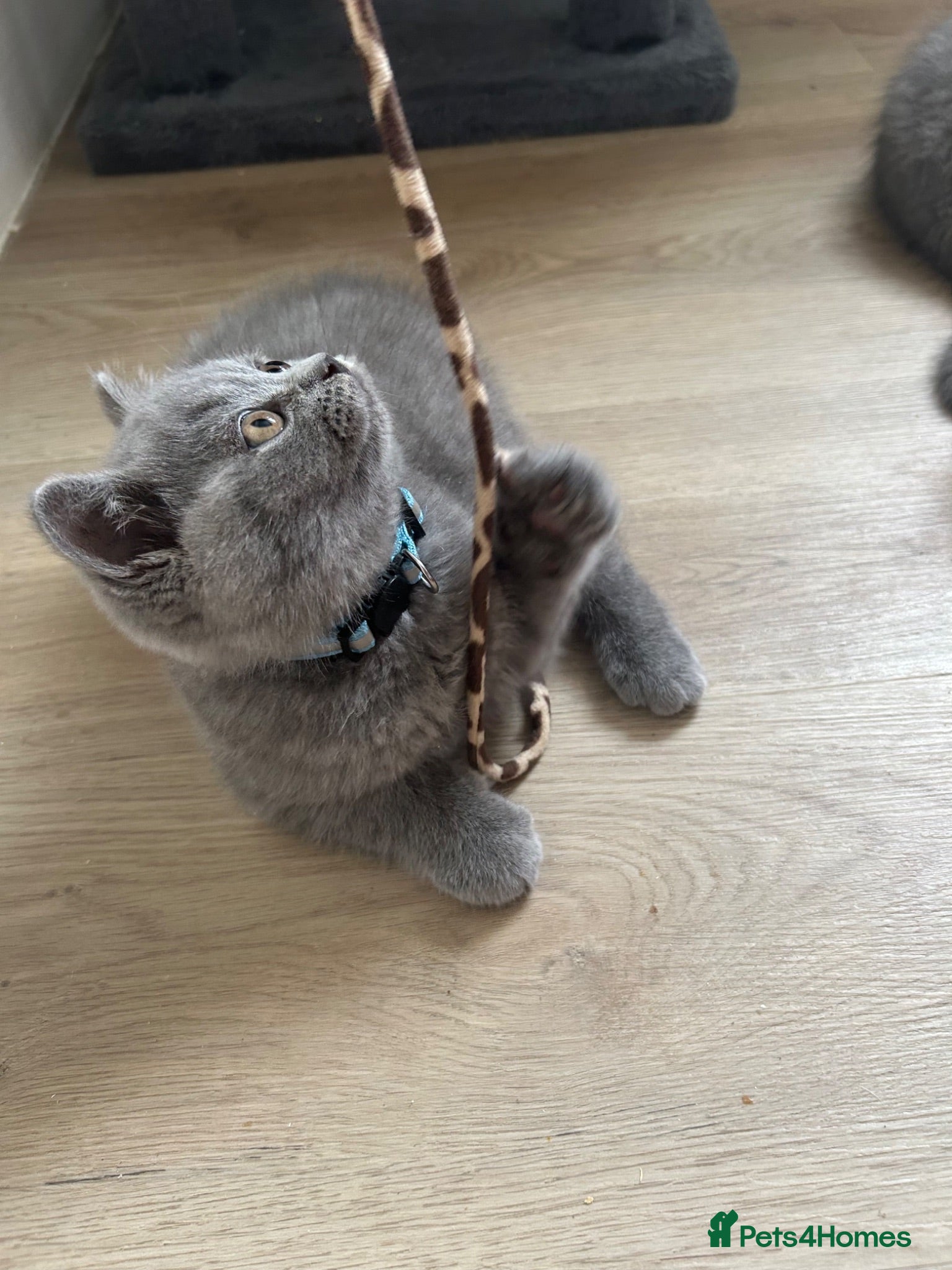 British Shorthair cats 6 beautiful British shorthair kittens, READY NOW* - Advert 3