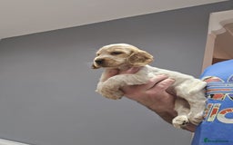 Cocker Spaniel dogs for sale: Show Cocker Spaniel  - Image 16