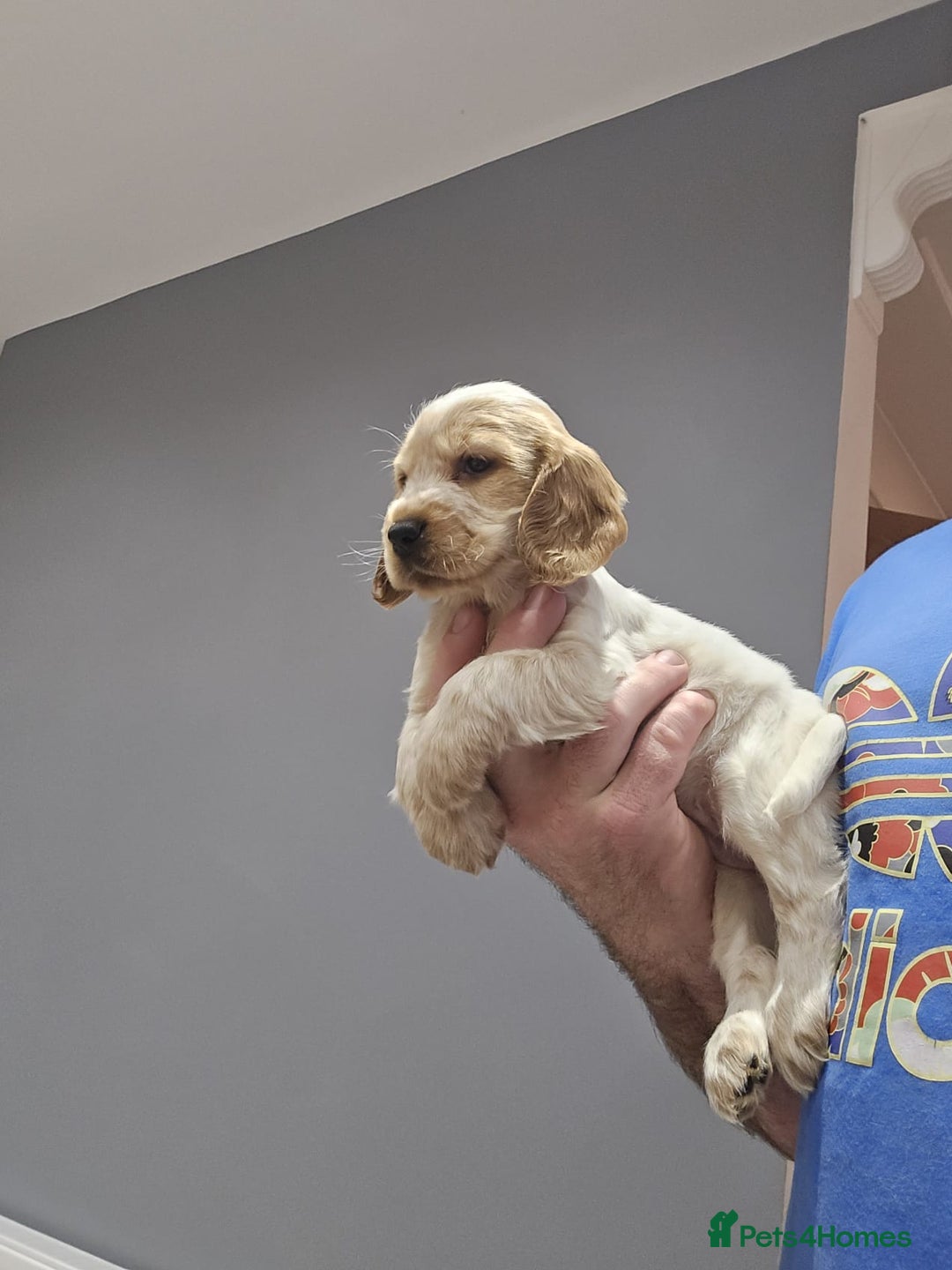 Cocker Spaniel dogs for sale: Show Cocker Spaniel  - Image 16