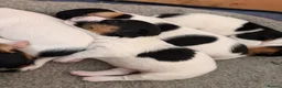 Jack Russell dogs for sale: Tri coloured Jack Russell pups in Isle of Bute - Advert 14