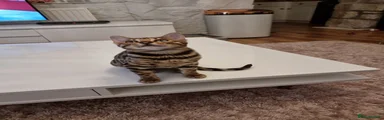 Bengal 3