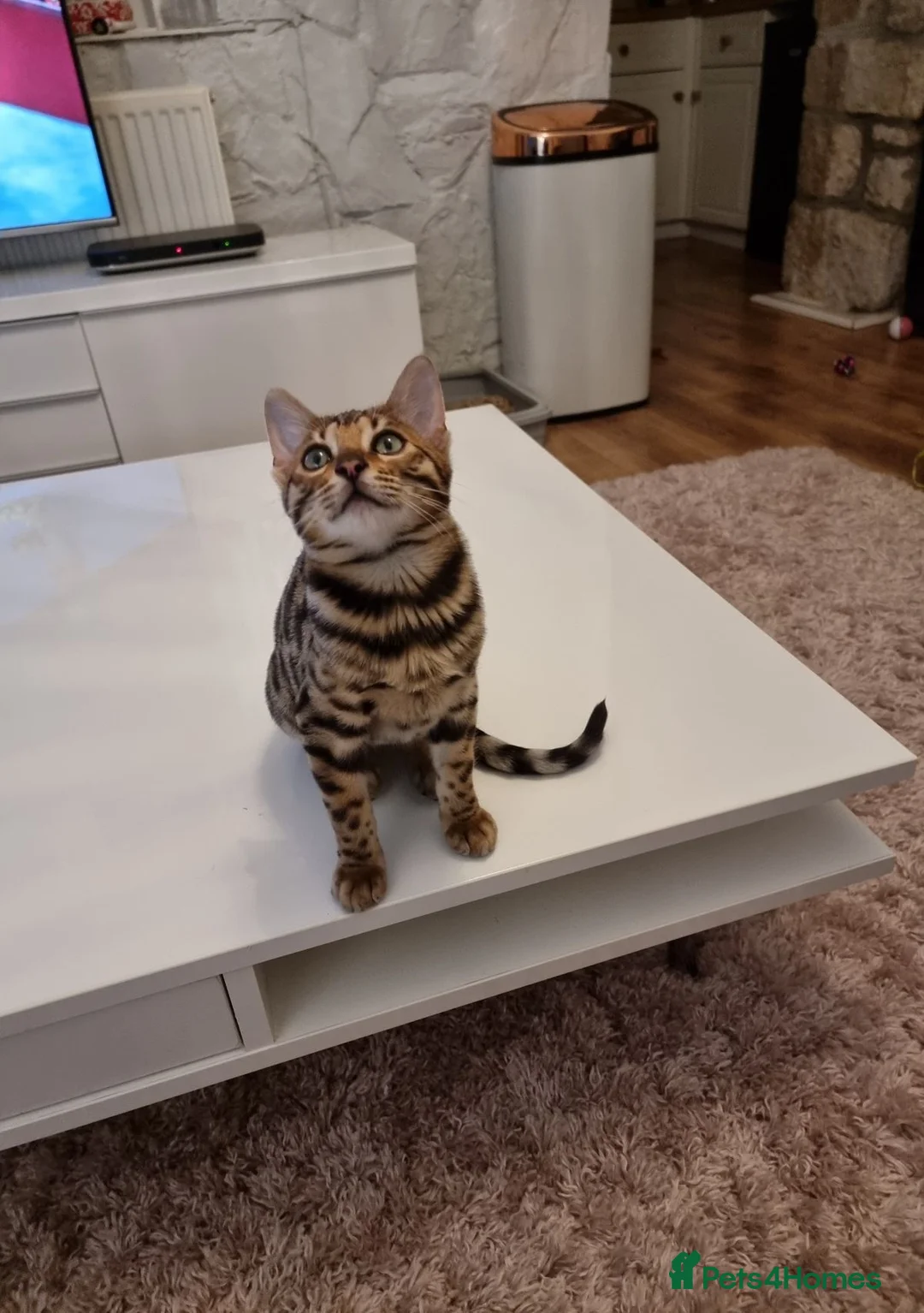 Bengal cats for sale: Bengal kittens for sale in Manchester - Advert 2