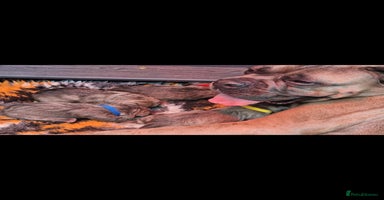 Cane Corso dogs - Advert 3