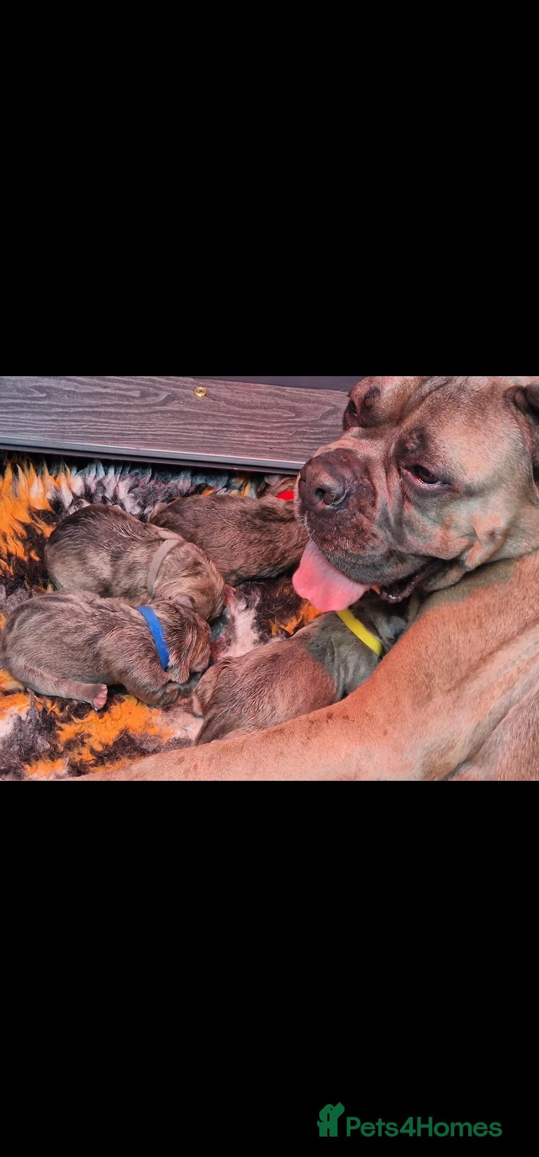 Cane Corso dogs for sale: Excellent Formentino Corso male puppies for sale.  - Image 2
