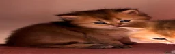 British Longhair cats for sale: Stunning Golden & White British Kittens Vaccinated - Advert 25