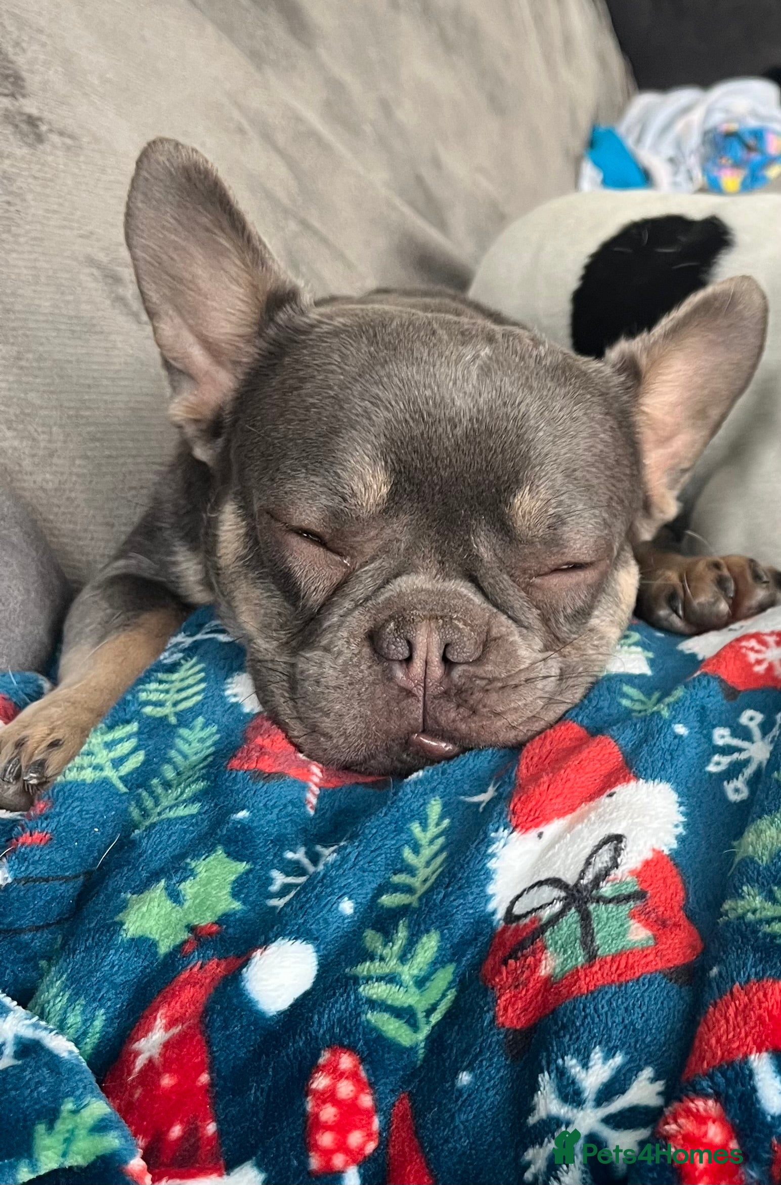 French Bulldog dogs French bulldog  - Advert 1