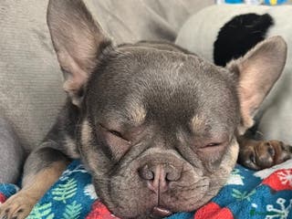 French Bulldog dogs French bulldog - Advert 7