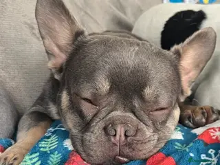 French Bulldog dogs French bulldog - Advert 14