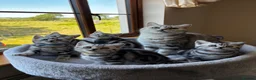 British Shorthair cats for sale: 💙❤️ GORGEOUS PEDIGREE SILVER TABBY BSH ❤️💙 - Advert 3
