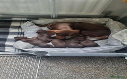 Mixed Breed dogs for sale: 5 Beautiful pups for sale - Image 2