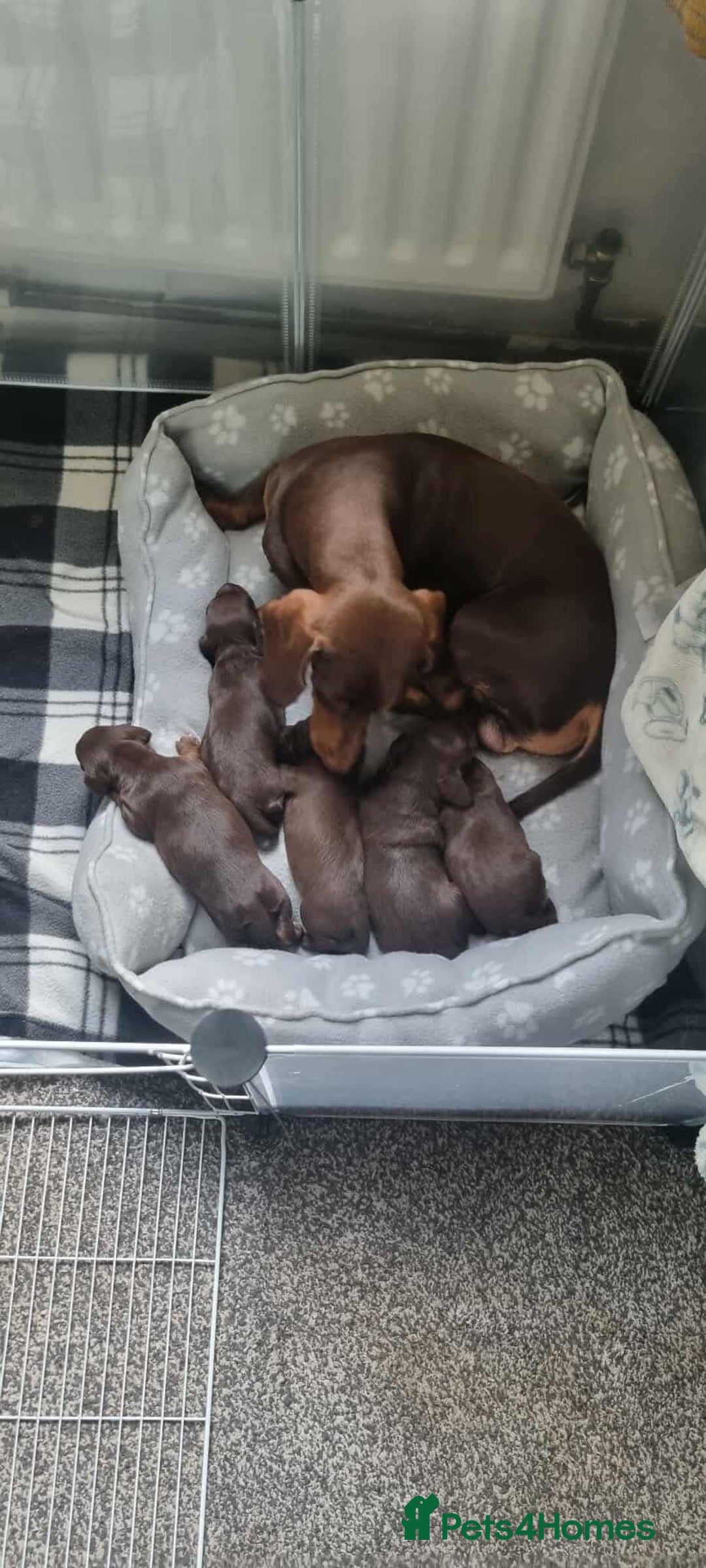 Mixed Breed dogs for sale: 5 Beautiful pups for sale - Image 2