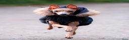 Italian Greyhound dogs for sale: Beautiful Italian greyhounds  - Advert 2