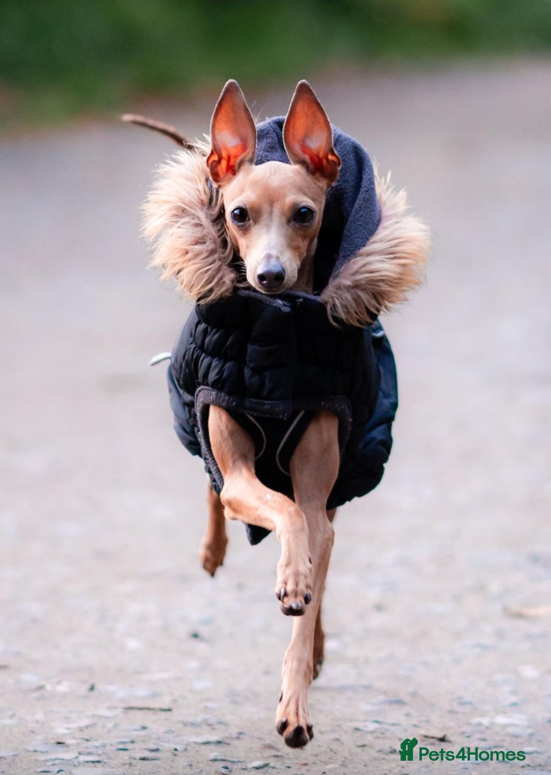 Italian Greyhound dogs for sale: Beautiful Italian greyhounds  - Advert 2