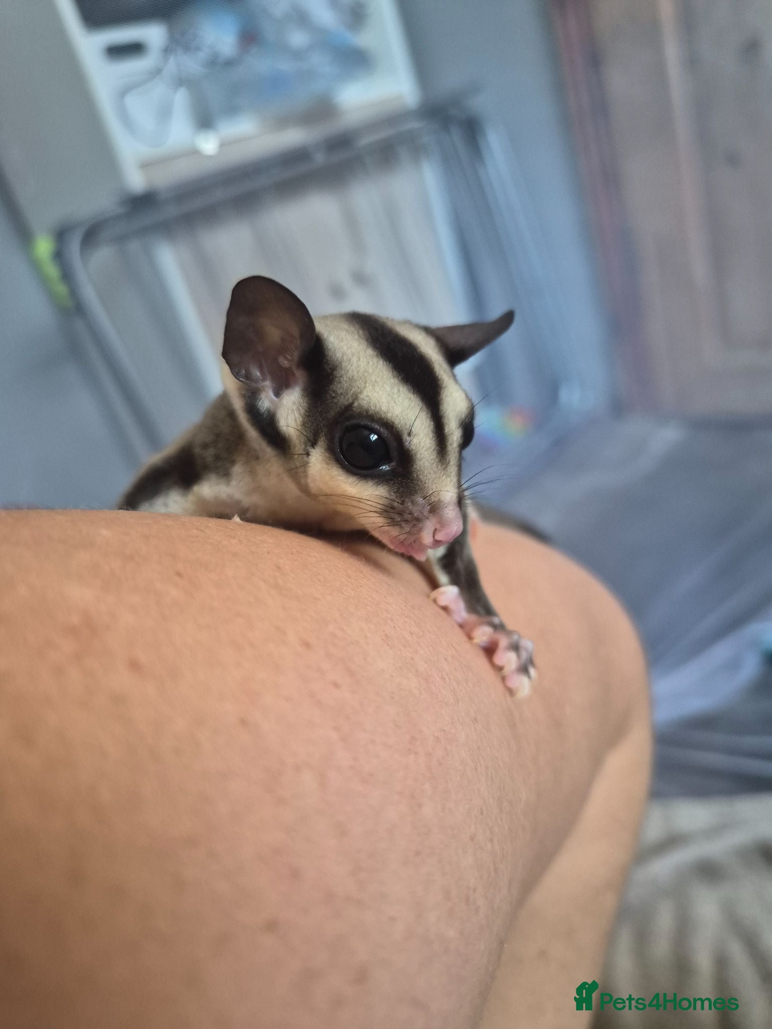 Sugar Glider rodents Grey male ready to leave now - Advert 1