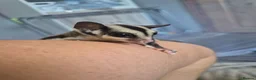 Sugar Glider rodents for sale: Grey male ready to leave now - Advert 1