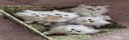 British Longhair cats for sale: 5 Beautiful British Longhair white/silver kittens - Advert 3