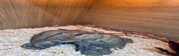Corn Snake reptiles for sale: 2 cornsnakes full setup  in Ashton-under-Lyne - Advert 13