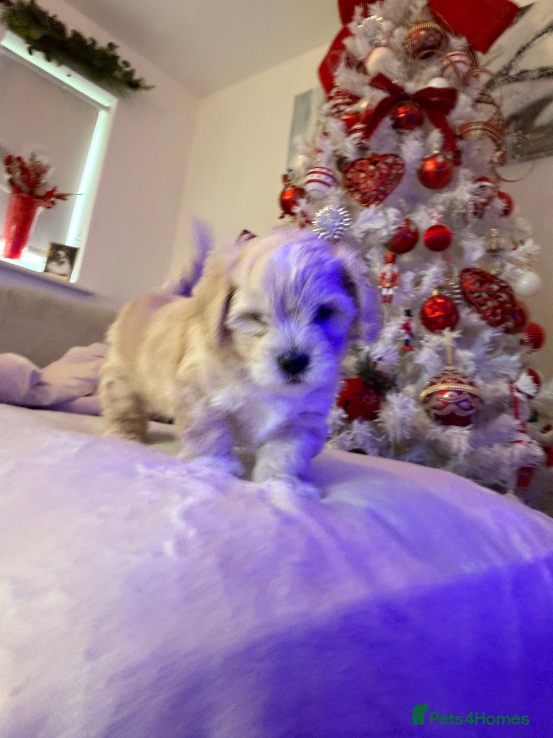 Mixed Breed dogs for sale: Malticavapoo - Advert 6