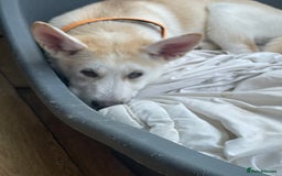 Huskita dogs for sale: Playful Huskita Puppies – Vaccinated & Ready Today - Image 8