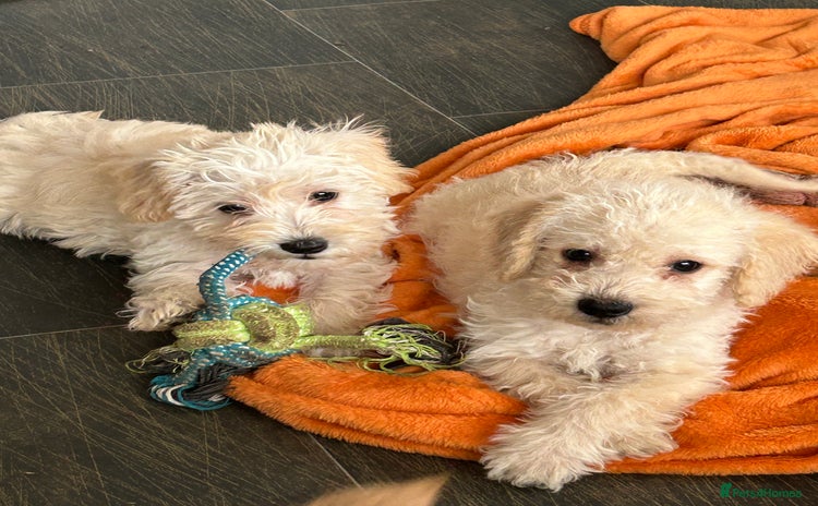 Schnoodle dogs - Advert 1