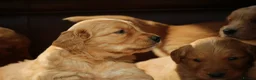 Golden Retriever dogs for sale: Dark Red KC Reg Working Golden Retriever Puppies - Advert 5