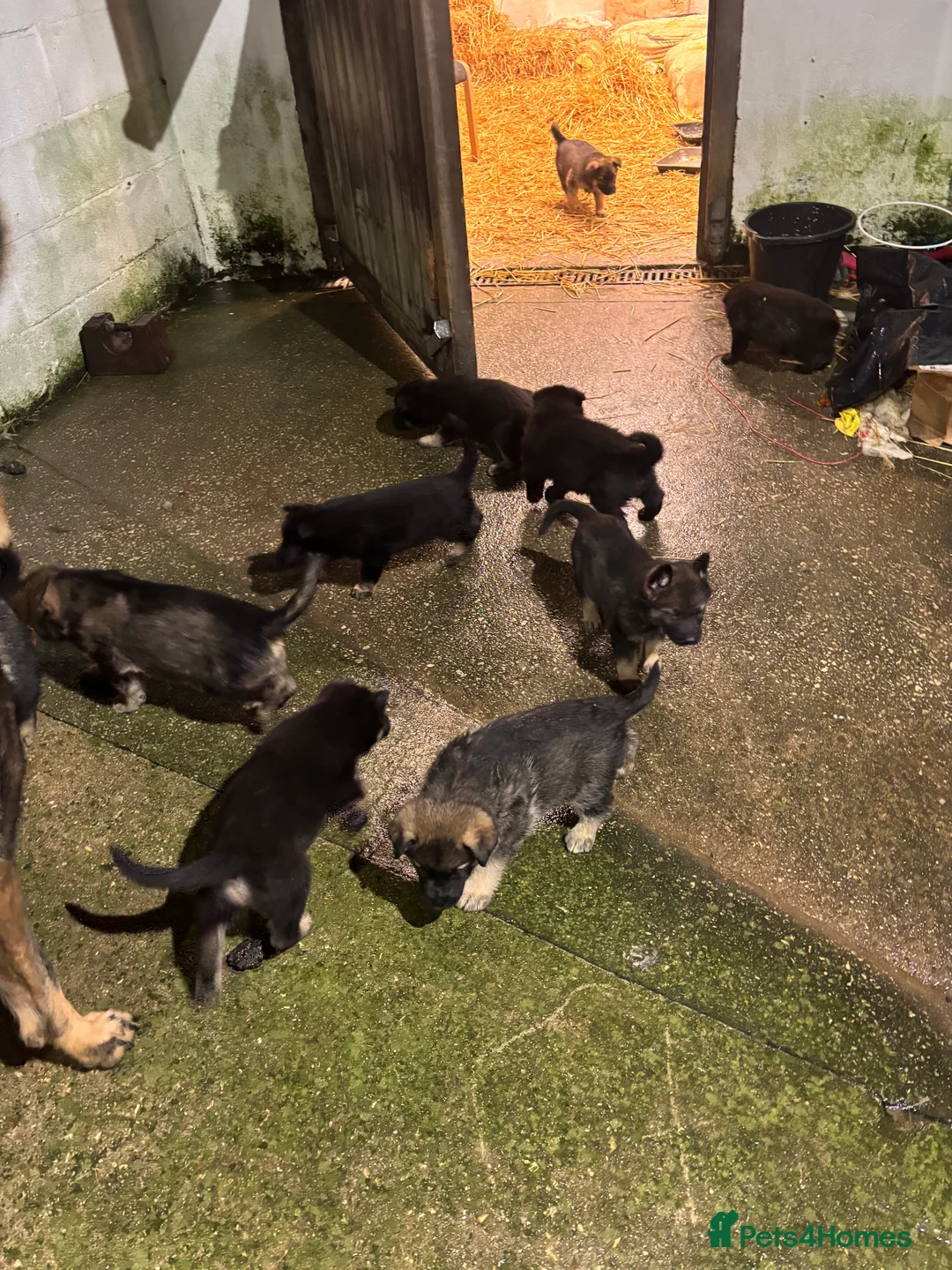 German Shepherd dogs for sale: Beautiful German Shepard puppies - Advert 18
