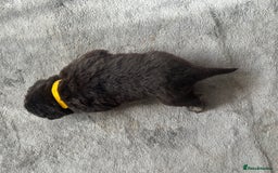 German Shepherd dogs for sale: ALFREDO  - Image 12