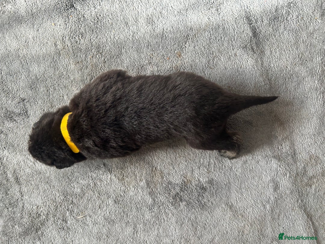 German Shepherd dogs for sale: ALFREDO  - Image 12